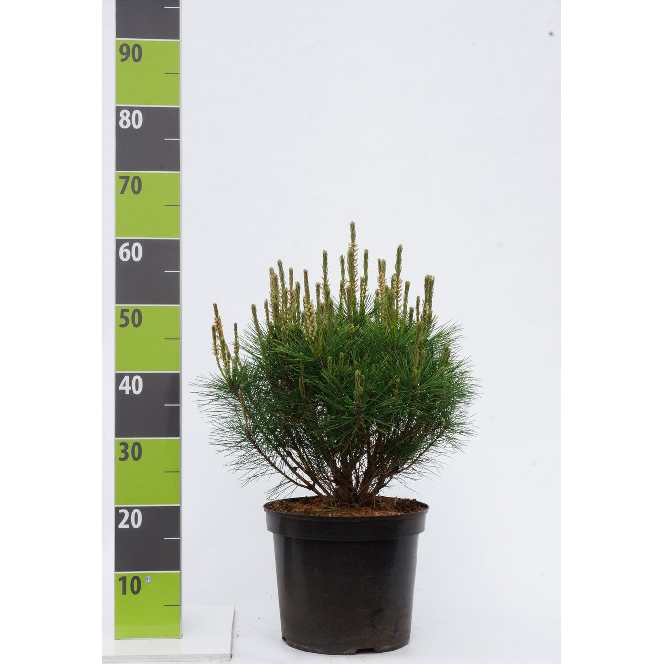Japansk svarttall – Pinus densiflora 'Alice Verkade' - C7 40-50 CM